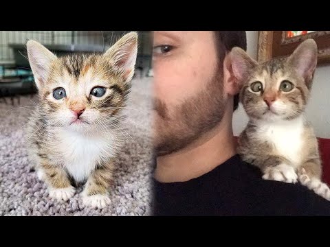 No One Wanted a Cross Eyed Shelter Kitten, But This Man Turned a Kitten's Life