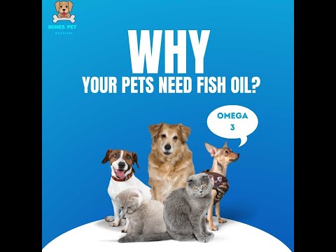 Why Your Pets Need Fish Oil?