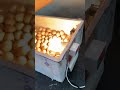 Homemade Styrofoam Egg Incubator