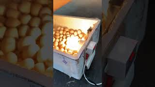 Homemade Styrofoam Egg Incubator