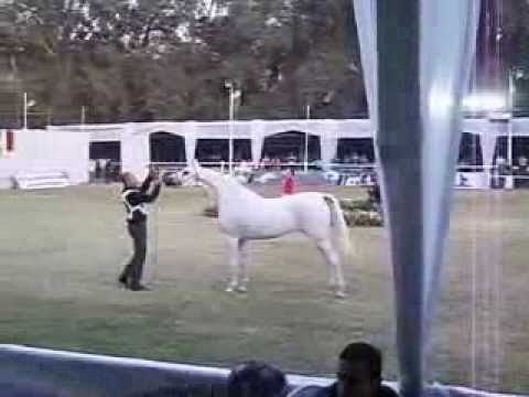 Tawasol Albadeia Simeon Sharav x  Anhar Albadeia  Star Stud  no  # 243