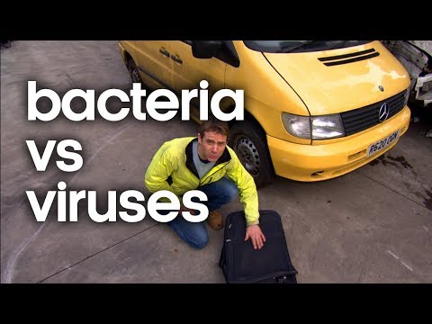 Bacteria vs Viruses: The Difference and How to Fight them | Earth Science
