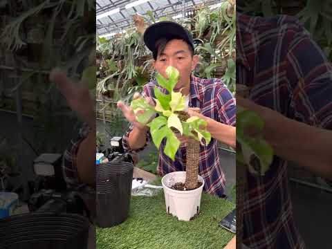 姬龜背攀爬