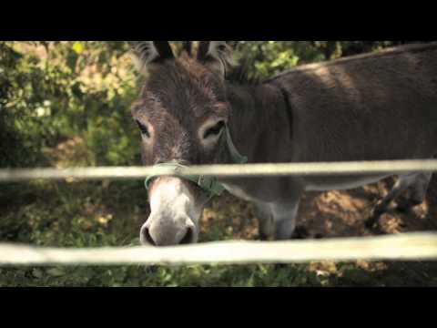 Video 66 aus  Ferienhof Pulte