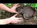 Unique Find Frog In Dry Season \ Boy Catching Frogs Under Secret Hole By Hand