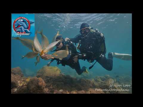 Diving on Lanzarote - explore underwater beauty