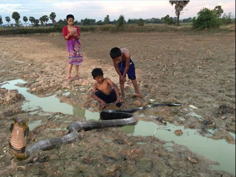 Wow! children Catch A Big Snake With Bare Hand - How To Catch Snake In Cambodia