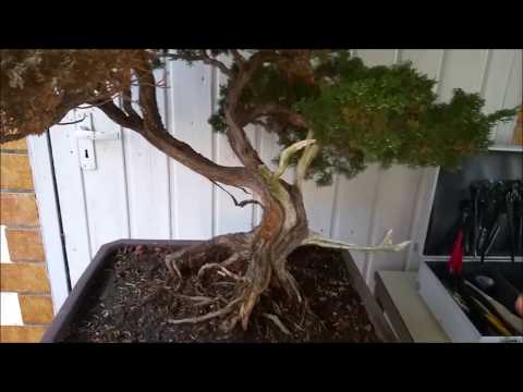 Bonsaitutorial chinesischer Wacholder Teil 1