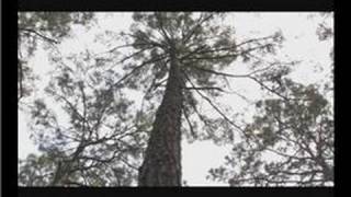 East Texas Trees : Loblolly Pine Tree