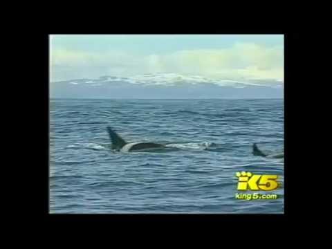 KING 5 News (NBC Seattle): "Keiko Swims With Wild Whales"
