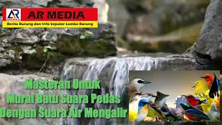Download lagu Masteran Murai Batu Suara Pedas dengan Suara Air Mengalir mp3