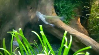 [問題]請問紅戟槍蝦會吃小魚嗎?