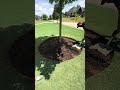 Is This The Perfect DIY Tree Ring Edging Hack