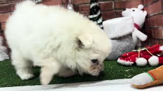 ハーフ犬の動画01