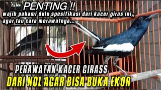 Download lagu RAWATAN KACER GIRAS DARI BAHAN AGAR BISA CEPAT BUKA EKOR | KACER BAHAN KURANG EKTRA FOODING mp3