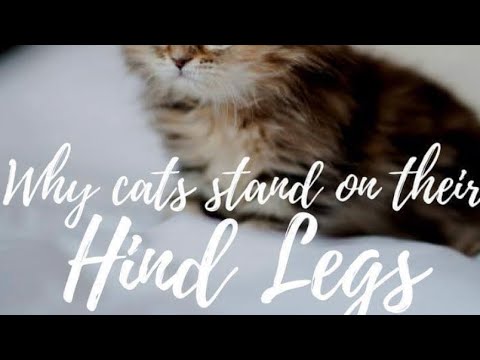 Why cats stand on hind legs