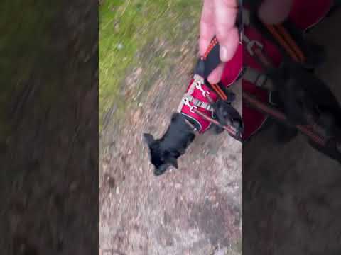 MIRUNA auf Pflegestelle in 21220 Seevetal - Februar 2024