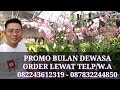 Promo Anggrek Bulan Bohay Promo Anggrek Bulan Bohay