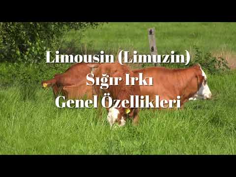 , title : 'Limousin Limuzin Sığır Irkı Genel Özellikleri nelerdir?'