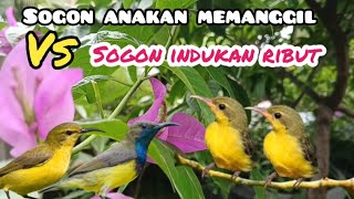 Download lagu Suara Pikat Sogon Anakan Memanggil Indukan Kombinasi Sogon Ribut mp3