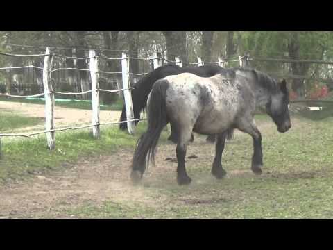 Armasar Henric (4ani) si trei iepe- Herghelia Fitero