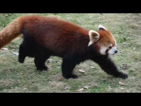 This red panda walk very elegantly