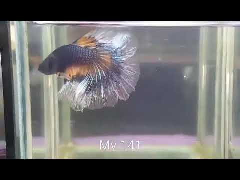 (MV-141) Yellow Copper Fancy Butterfly Halfmoon Male Betta