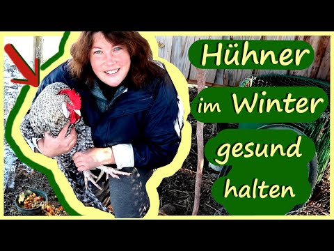 , title : 'Glückliche Hühner im Winter │Wie füttere ich meine Hühner im Winter und halte sie gesund?'