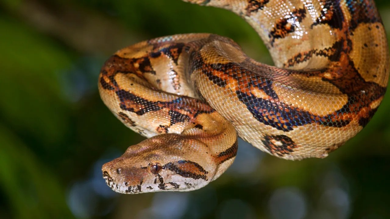 Reptilian Diversity Part 3: Classifying the Squamates