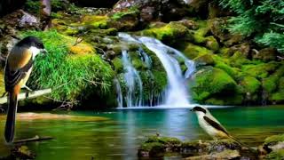 Download lagu Cendet gacor full isian | terapi gemericik air mp3 Download lagu Cendet gacor full isian | terapi gemericik air mp3