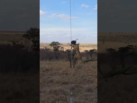 Dramatic Wildlife Encounter: Two Lions Target a Large Baboon!