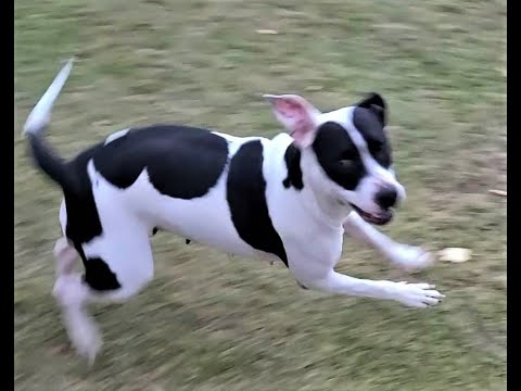 GERTIE, an adoptable American Bulldog & Great Dane Mix in Burton, MI_image-1