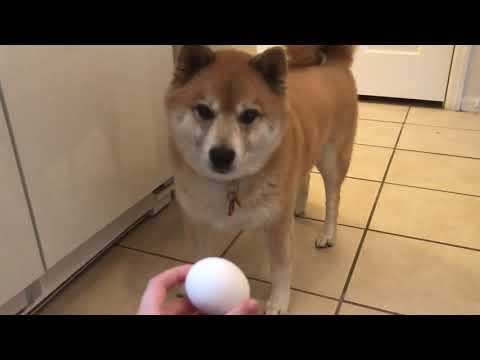 EGG CHALLENGE GONE WRONG...