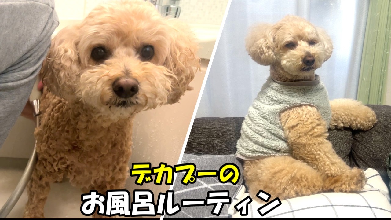 人間みたいな大きいトイプードルのおうちシャンプーに密着してみた【デカプー】【トイプードルのロアくん】【toy poodle】