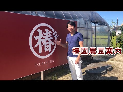 椿について詳しく解説