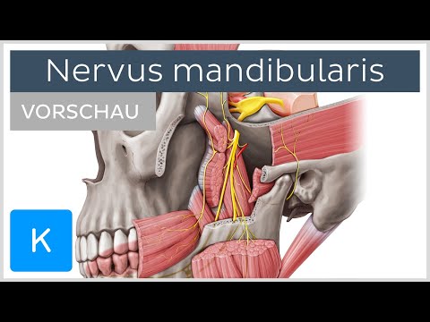 Nervus mandibularis (Vorschau) - Anatomie, Verlauf und Funktion | Kenhub