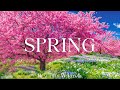 Spring Flower 4K The Earth Awakens In A Tapestry Of Blossoms Piano Music