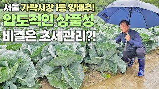 경매가 1등 양배추! 초세 잘 잡아서 상품성 수확량 모두 잡은 비결 공개