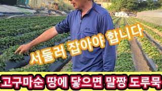 고구마줄기 지금 안잡아주면 개판됨 됩니다~고구마재배방법,농사,베니하루카,까,꿀고구마,호박고구마,밤고구마,자색…