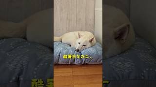 酷暑日なのに...まさかの日向ぼっこ!? #柴犬 #shibainu #犬のいる暮らし ＃柴犬あるある