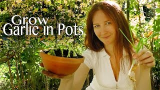 preview picture of video 'Garlic Chives: Grow garlic greens in pots - How to Grow a Garden with Scarlett'