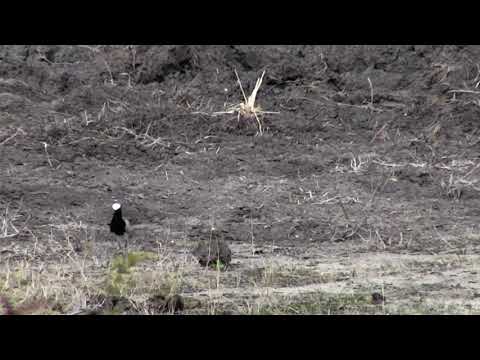 Djuma: Blacksmith Lapwing parent and 2 chicks - 15:20 - 11/20/18