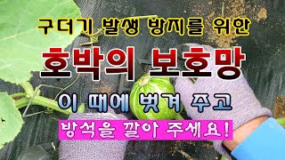[텃밭농부 1,967]  호박에 씌운 과실파리 보호망. 이 때에 벗기고 방석 깔아 주기! #맷돌호박재배 #단…