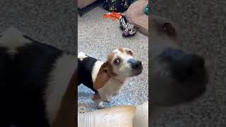 Video preview image #1 Beagle Puppy For Sale in Stratham, NH, USA