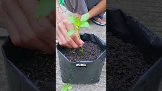Download lagu Planting basil from stems #janurinurhidayat #gardening mp3 Download lagu Planting basil from stems #janurinurhidayat #gardening mp3