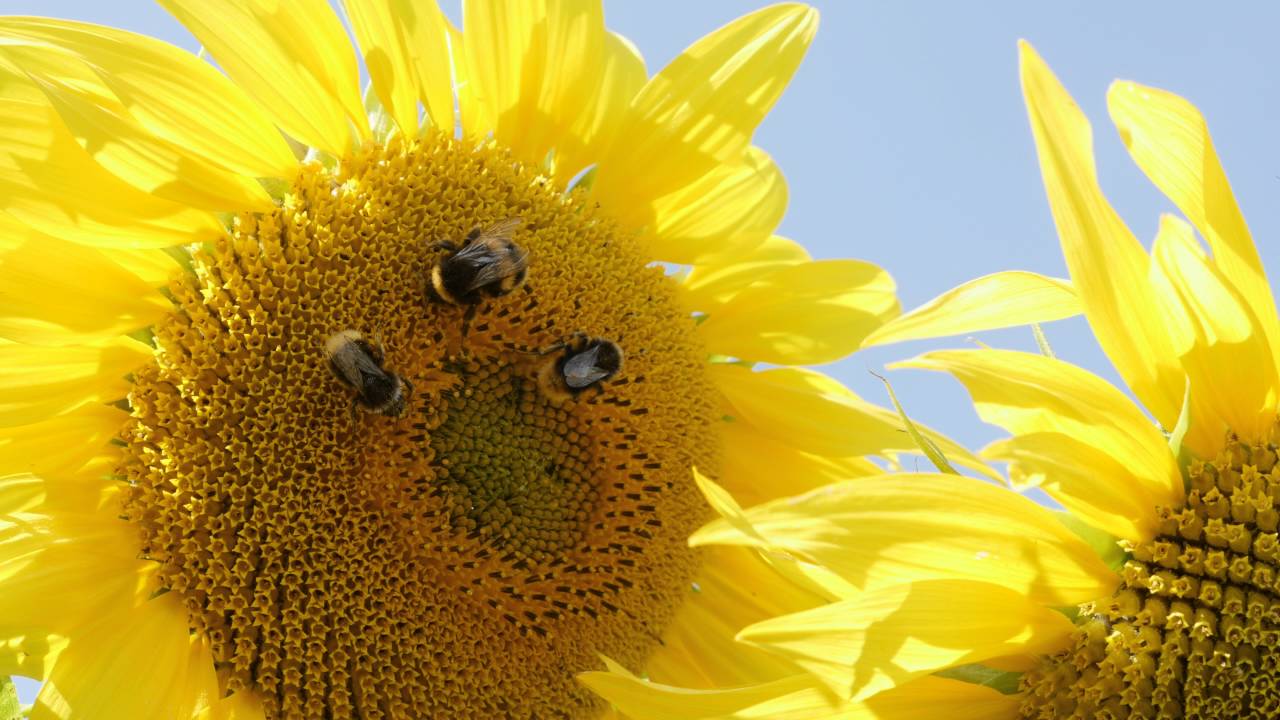 Bumble bees on Sunflower - 4K 2160p
