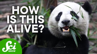 How Do Pandas Exist?