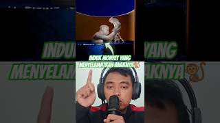 Download lagu INDUK MONYET BERUSAHA MENYELAMATKAN ANAKNYA ‼️🐒 #status #nobatidao #acting #alightmotion mp3