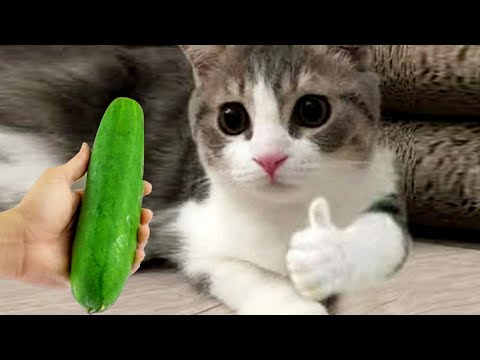 Essayer de ne pas rire meilleurs chiens et chats drôles partie 38