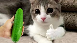 Essayer de ne pas rire meilleurs chiens et chats drôles partie 38